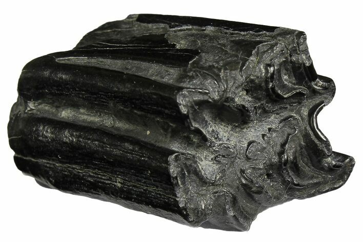 Pleistocene Aged Fossil Horse Tooth - South Carolina #178826
